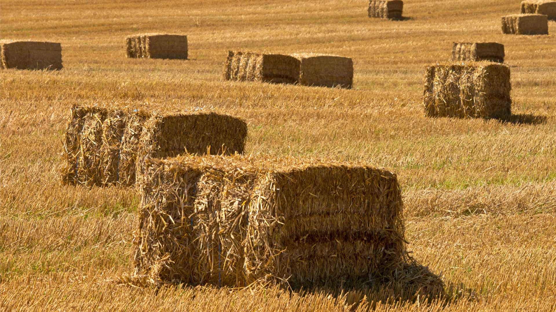 straw bales on a field